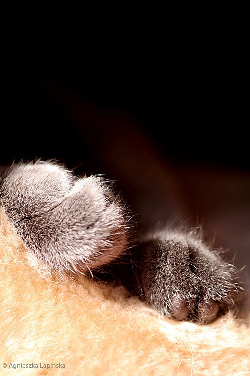 kitty-paws.jpg